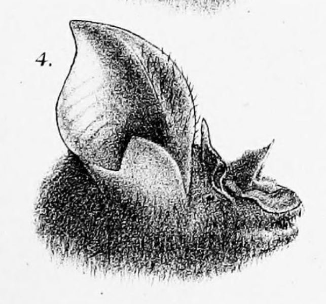 Horseshoe Cave