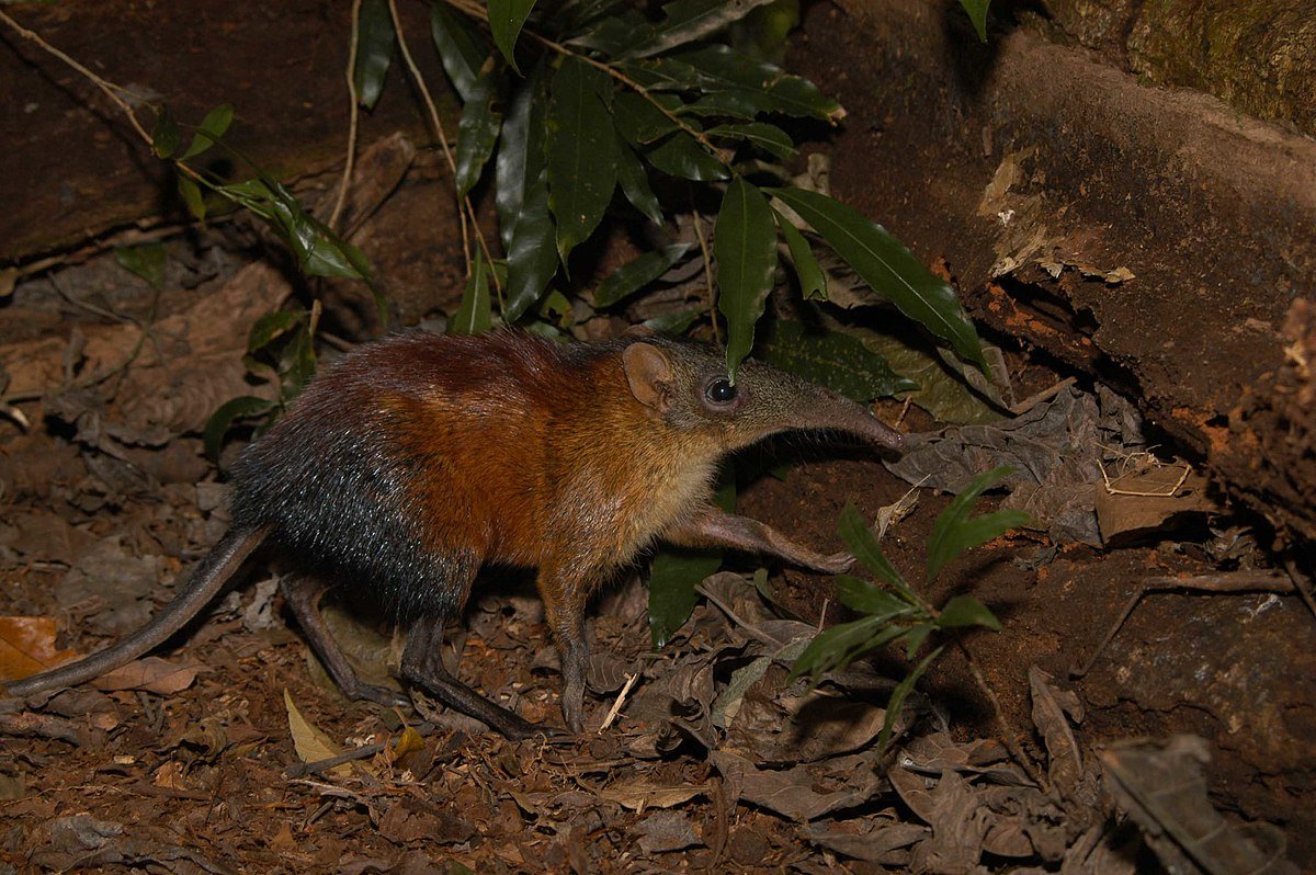 Mwanihana