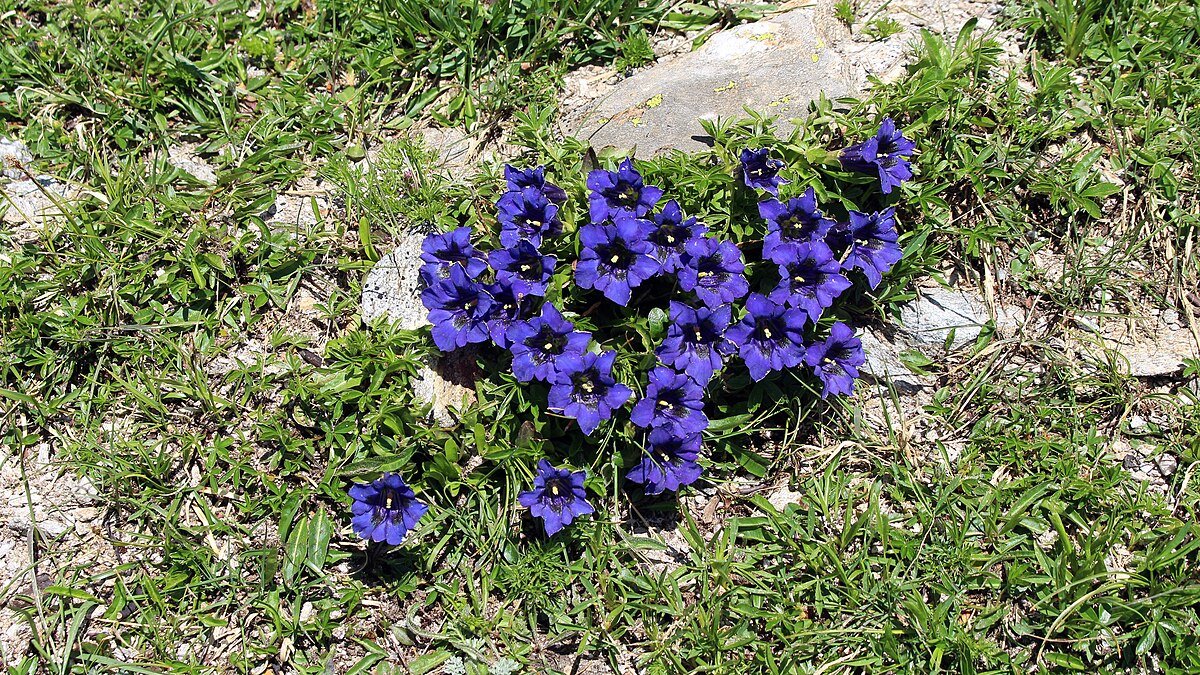 Ghiacciaio di Valleggia