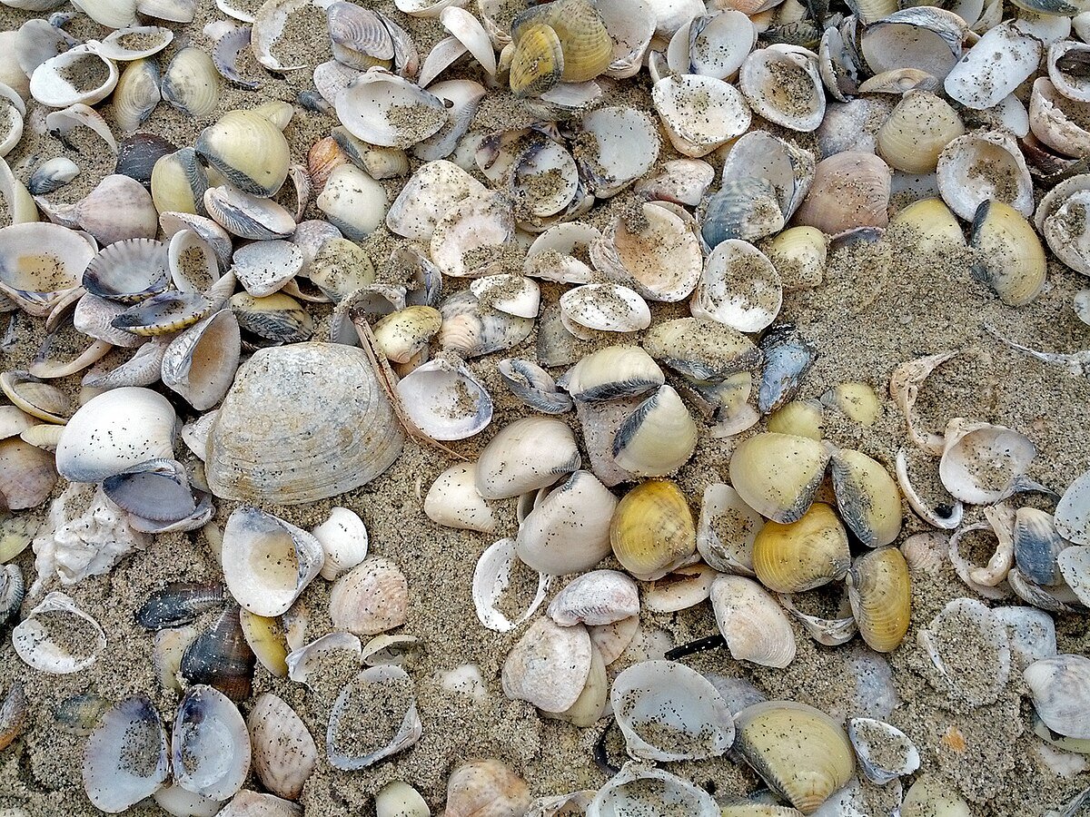 Jabaquara Beach