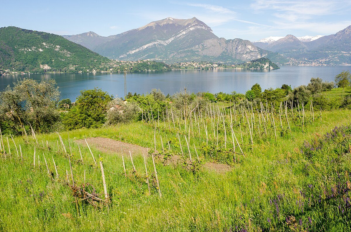 Genico