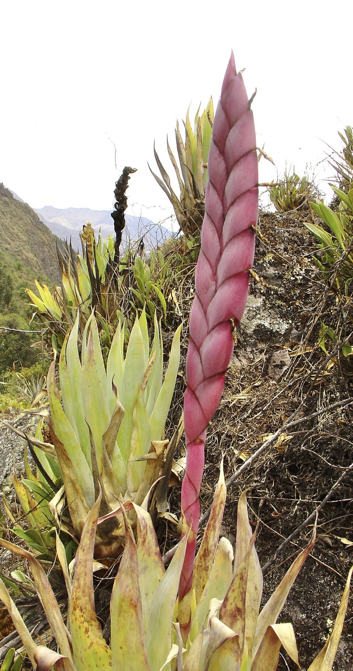Kellococha