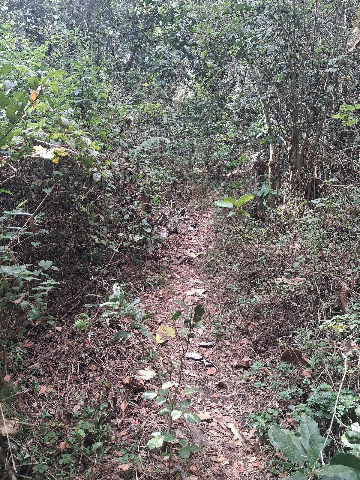 Munyera