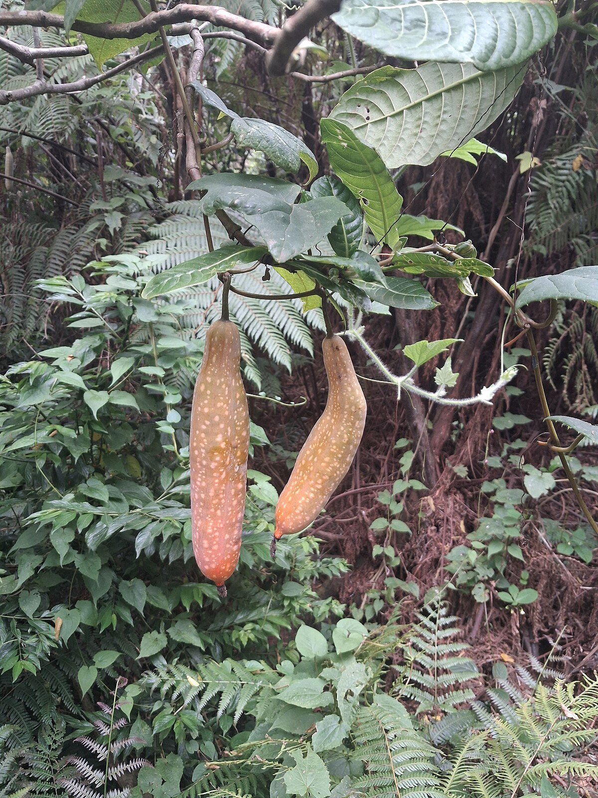 Mamwera