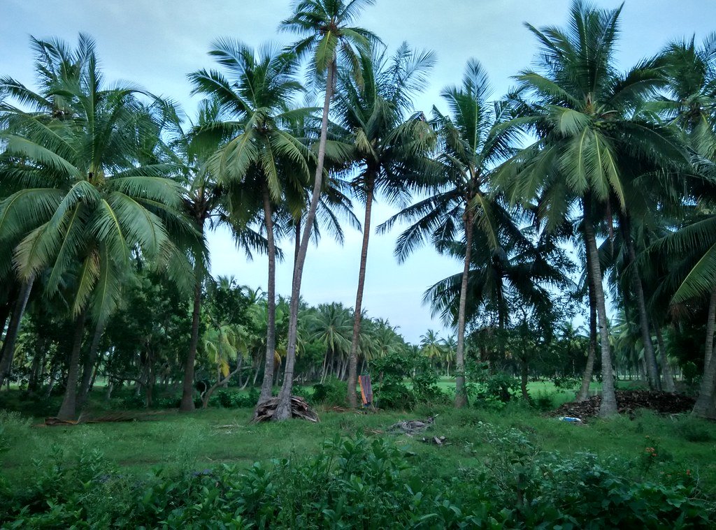 Yanam Beach
