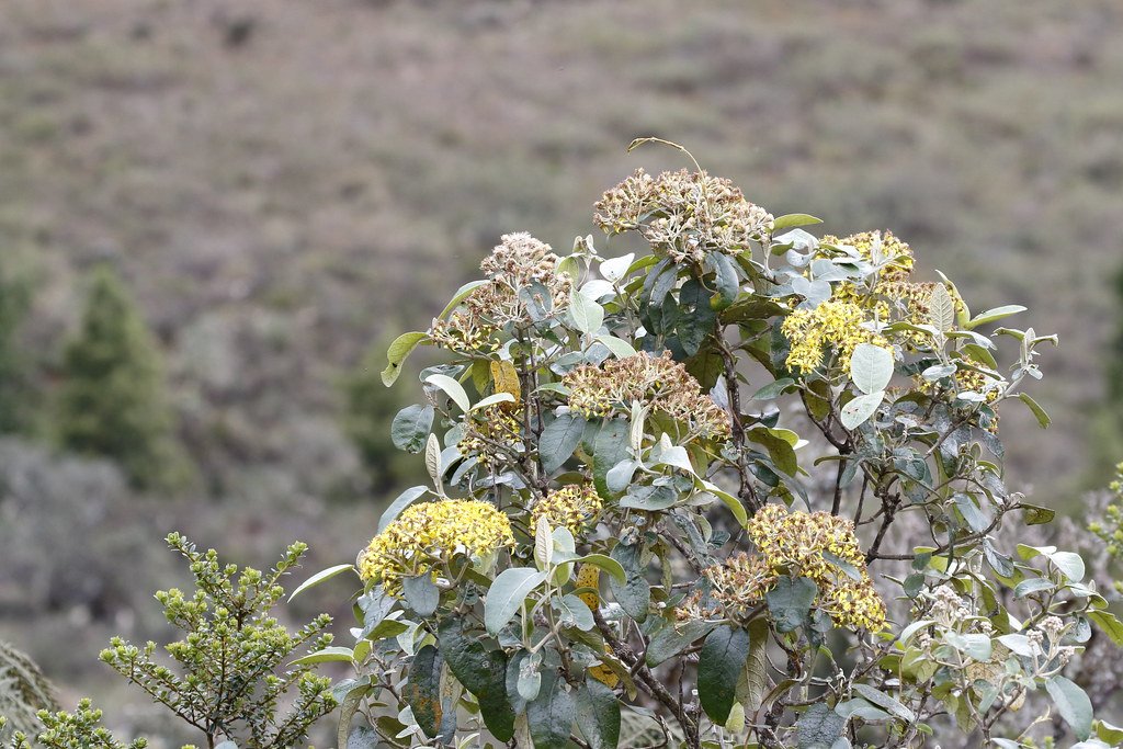 Cerro Collay