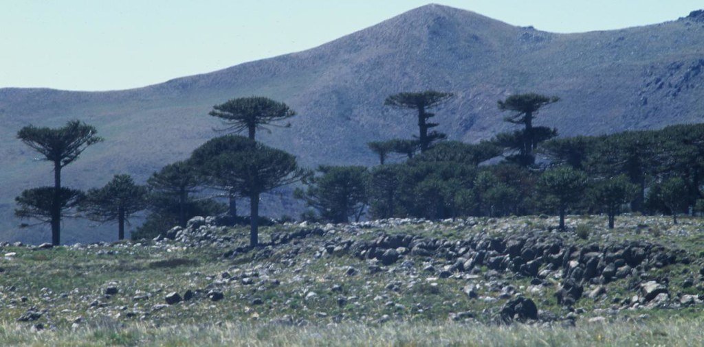 Cerro Tralihue