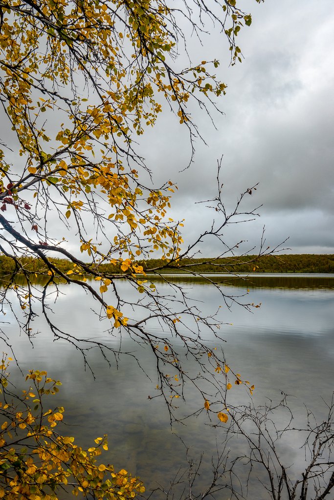 Jierstivaara