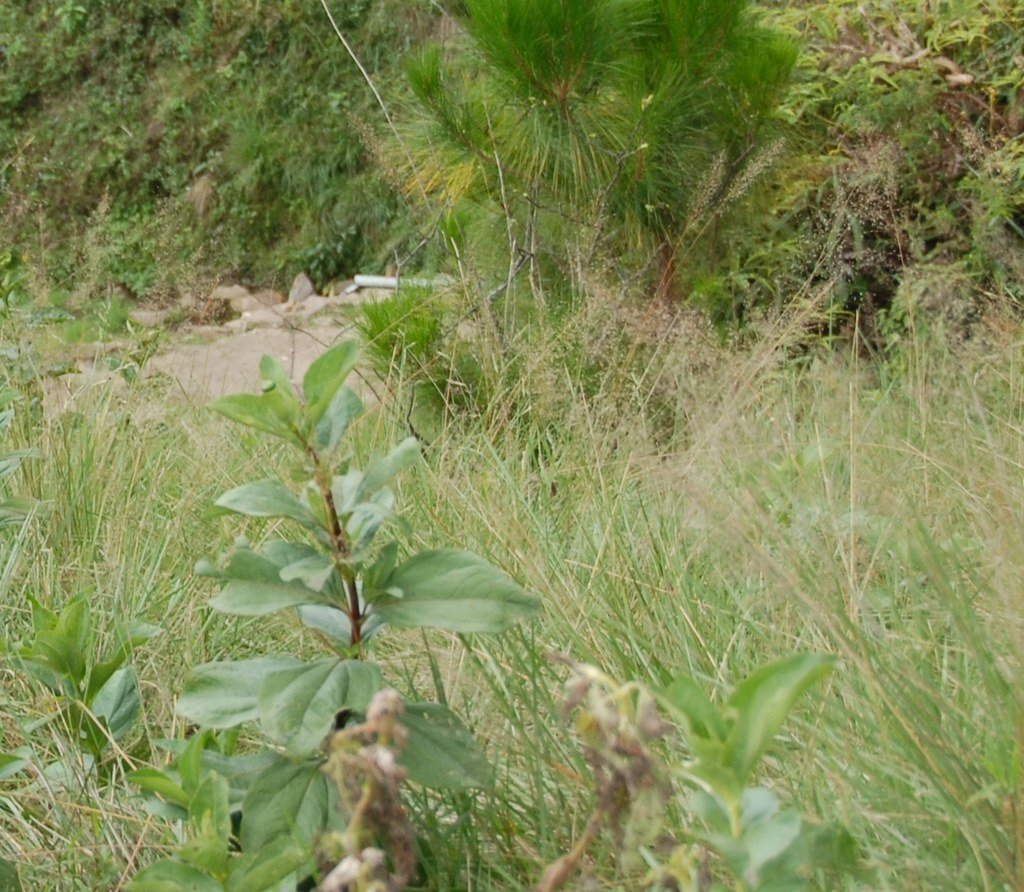 Saruhembe