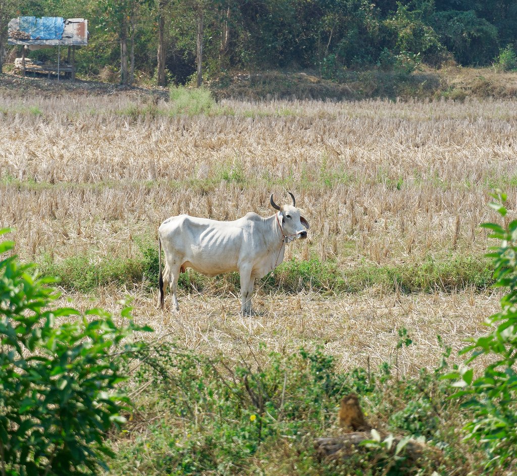 Nam Tok Mae Koeng Noi