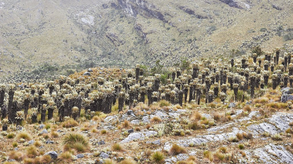 Alto Cubugón