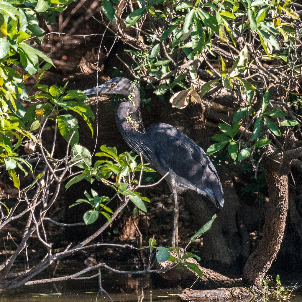 Alligator Billabong