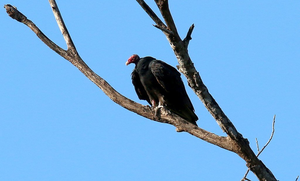 Cerro Juan Leal