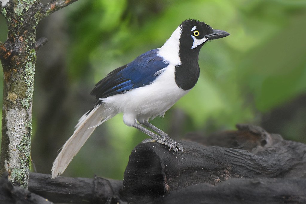 Cerro Belamine