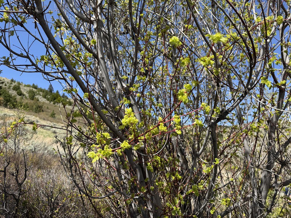 A P A Mountain