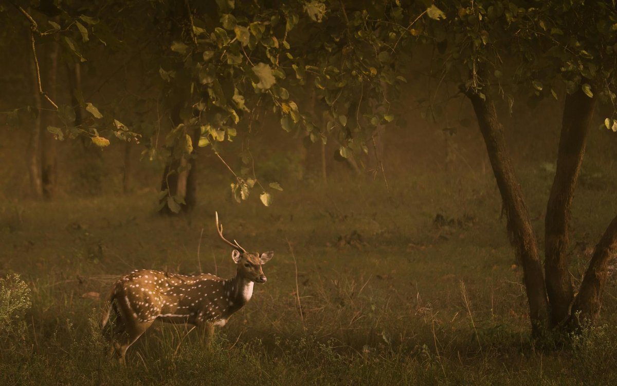 Indravati National Park