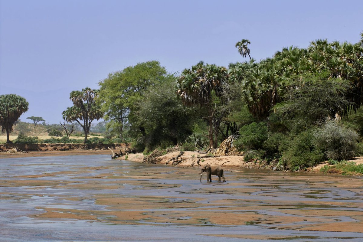 Mwesi