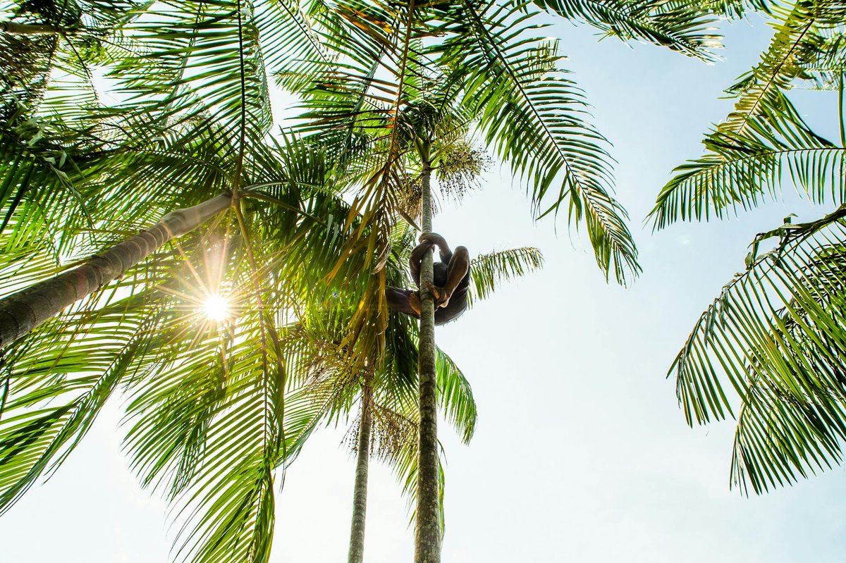 Amazônia National Park