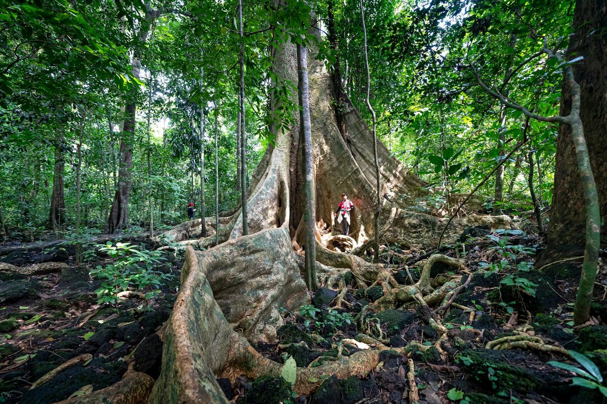 Jamanxim National Park