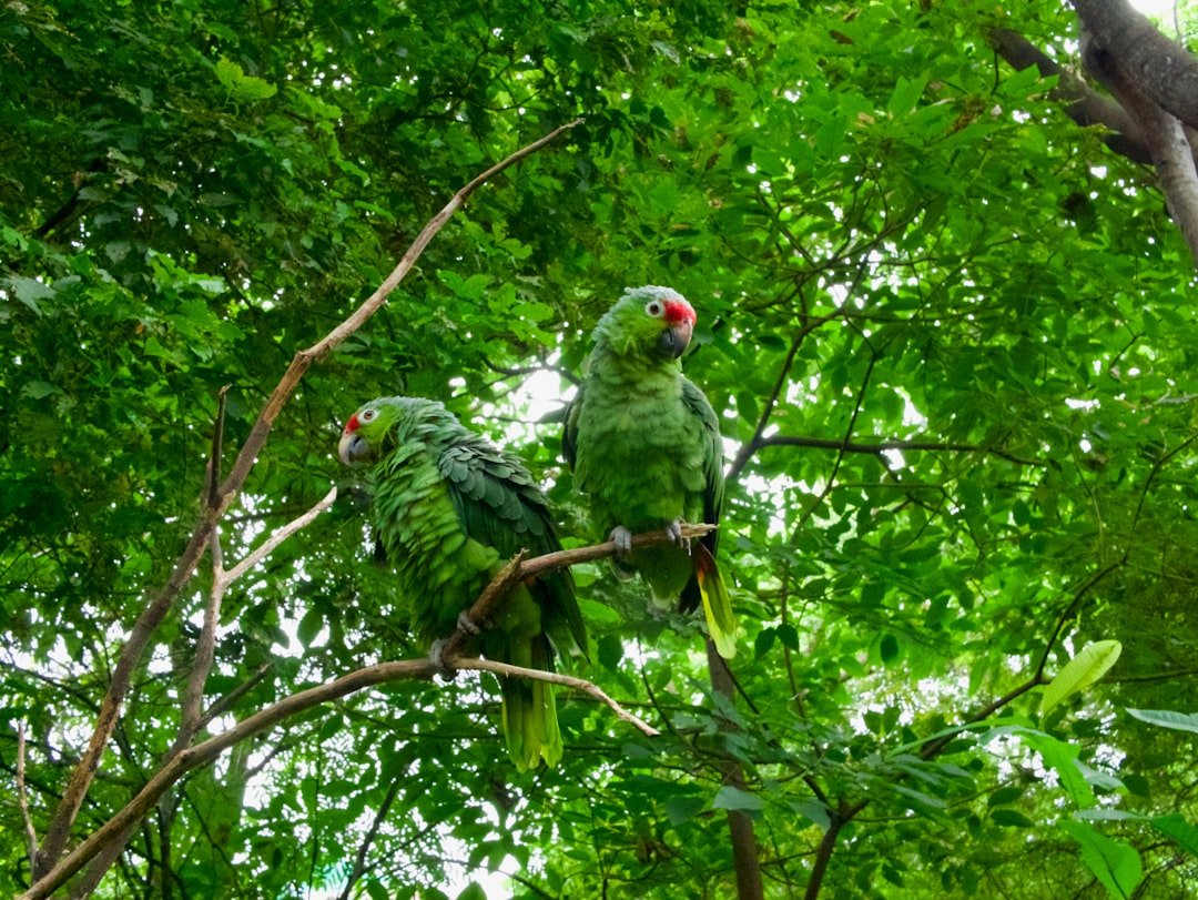 Cêrro Iurupari