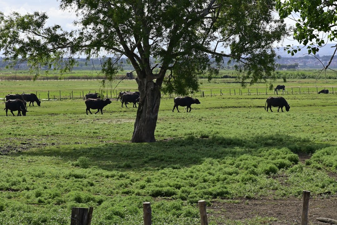 Salitral Negro