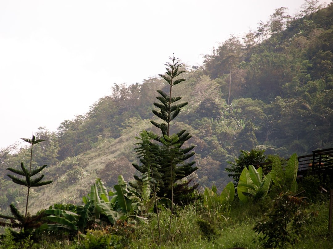 Mount Pangasun