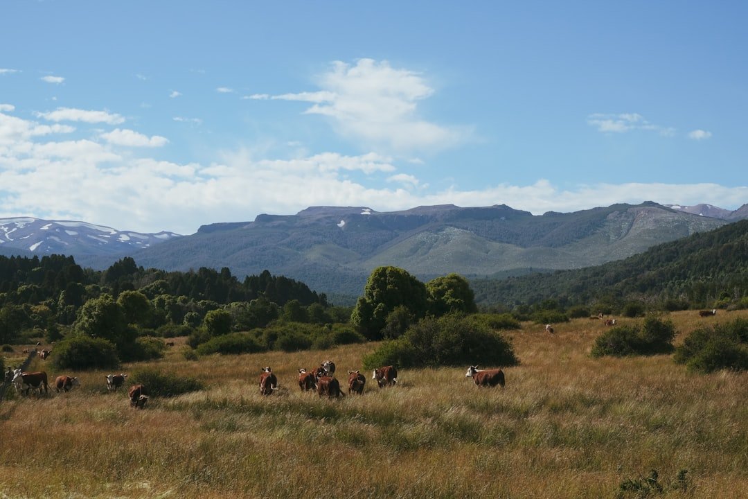 Salar de Pastos Grandes