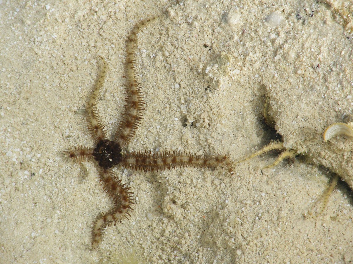 Marsa Badawia