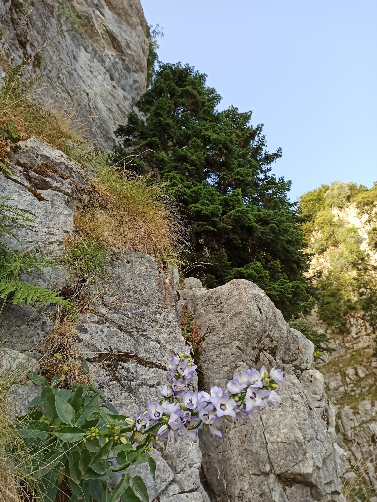 Castle of Carolo Tocco