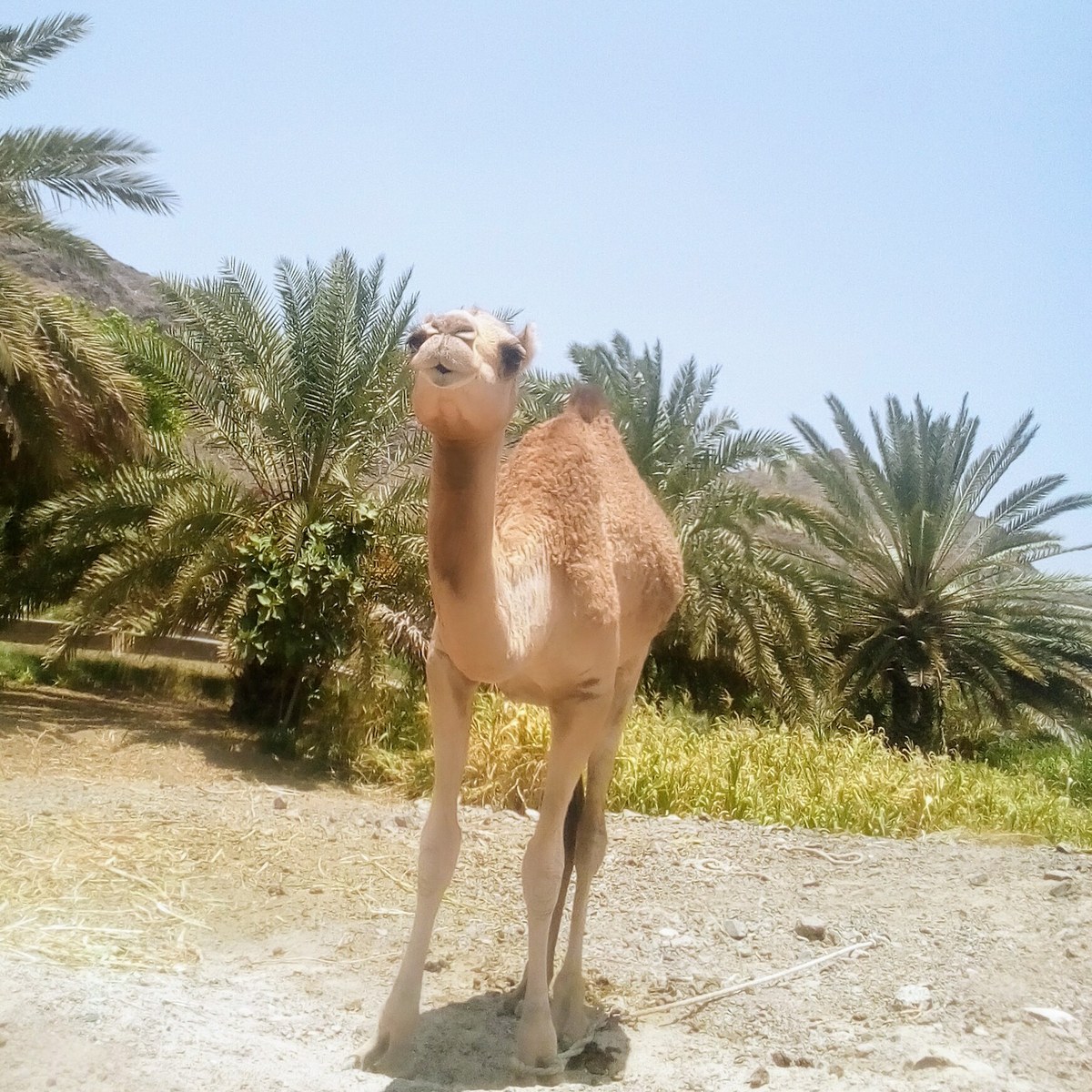 Jabal Ḩājir