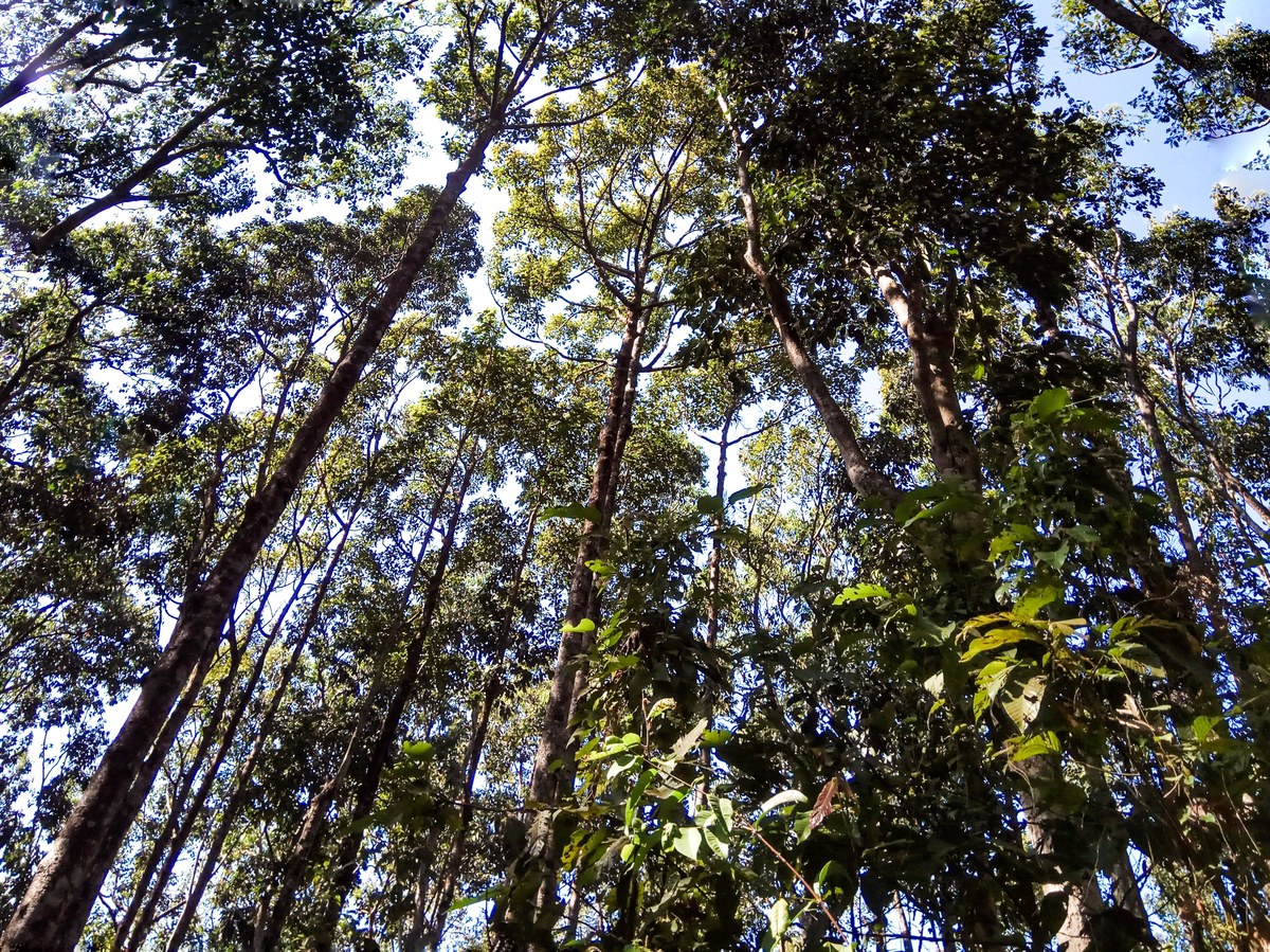 Medhakachhapia National Park