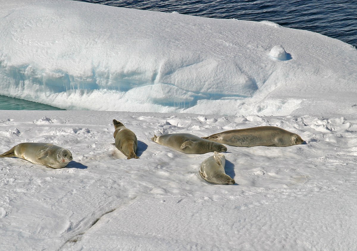 Altimir Glacier