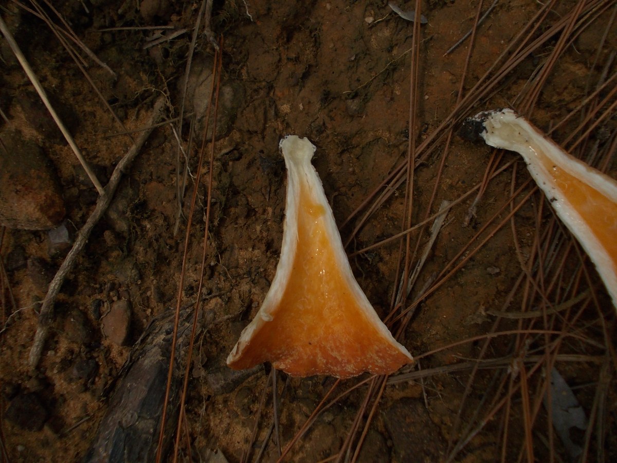 Kirirom National Park