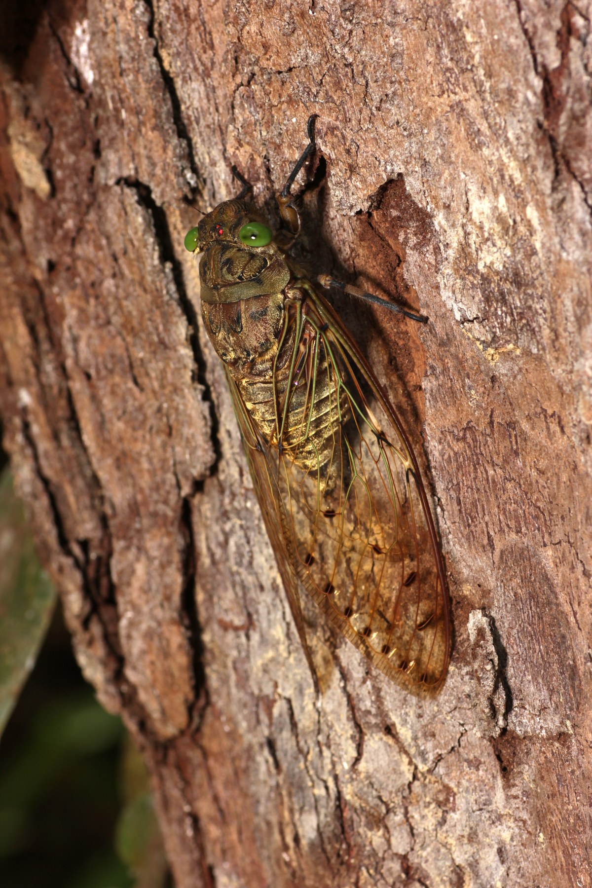 Endau-Rompin National Park