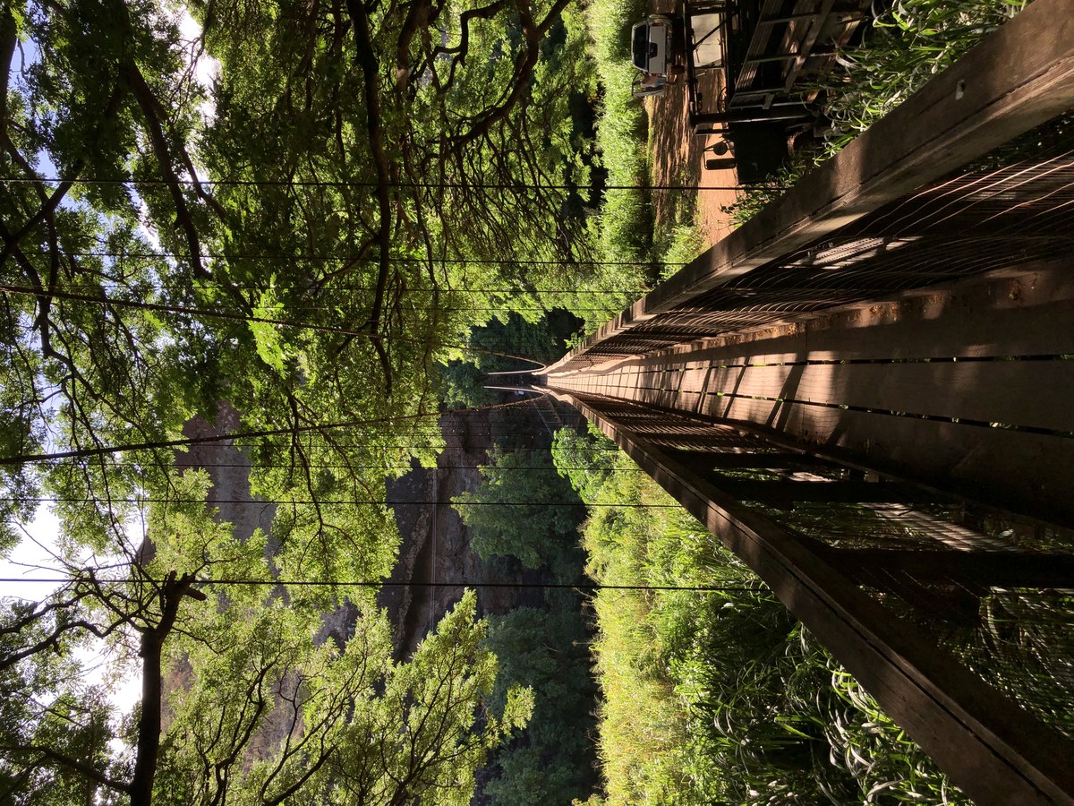 Kanekula