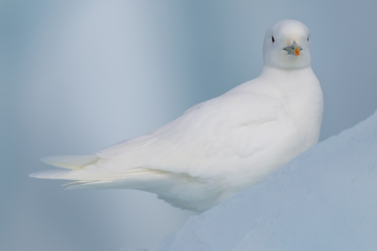 Monacobreen
