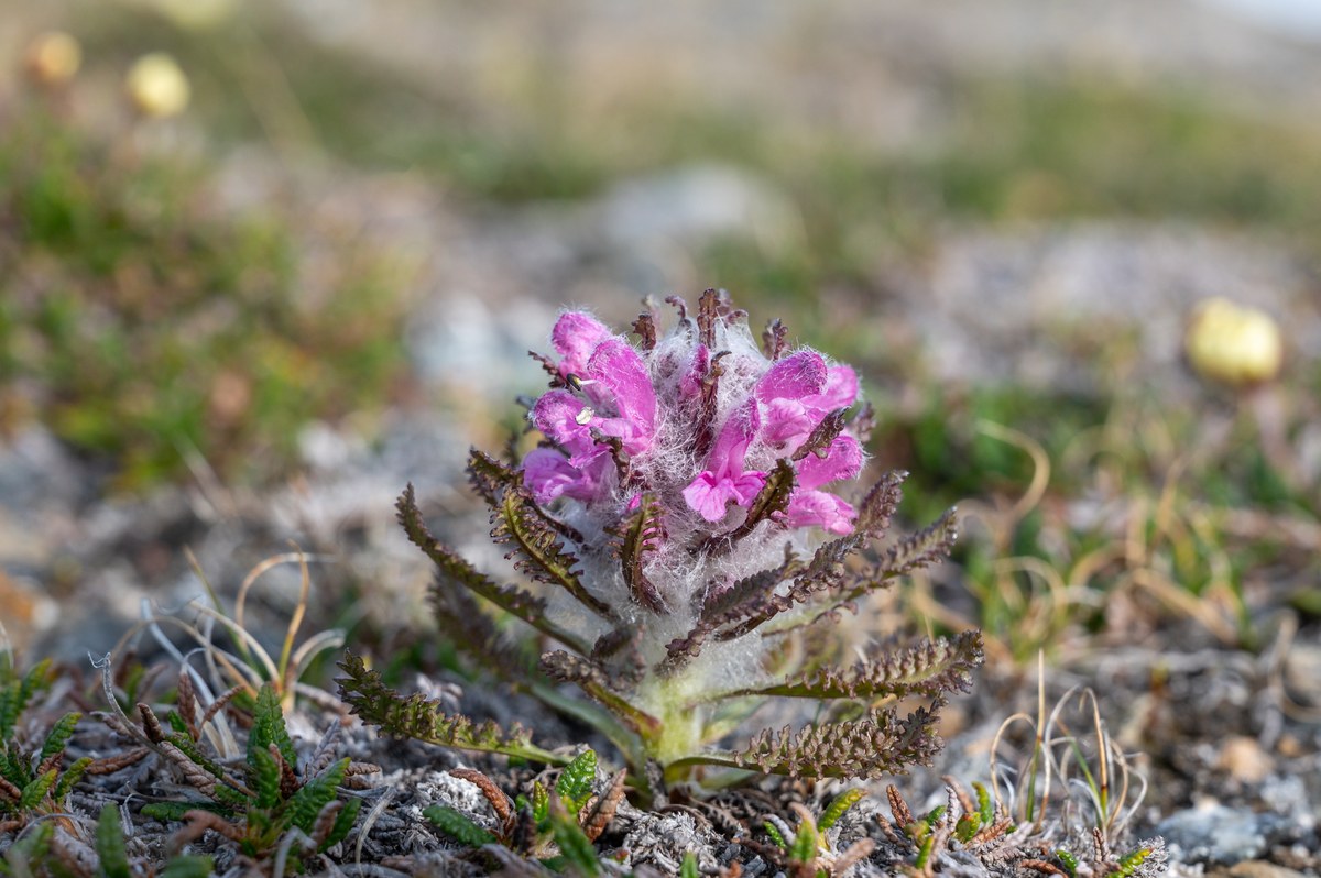 Siktefjellet