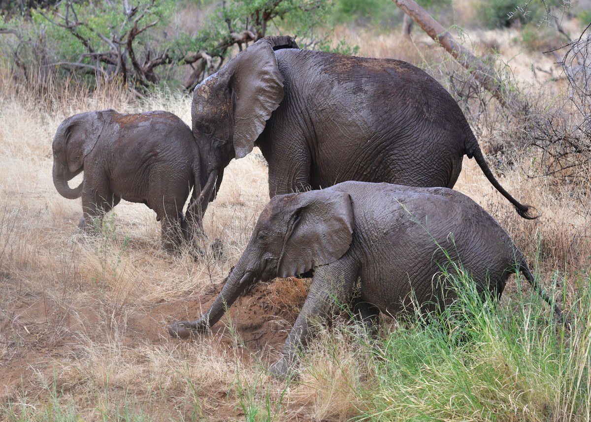 Buffalo Springs National Reserve
