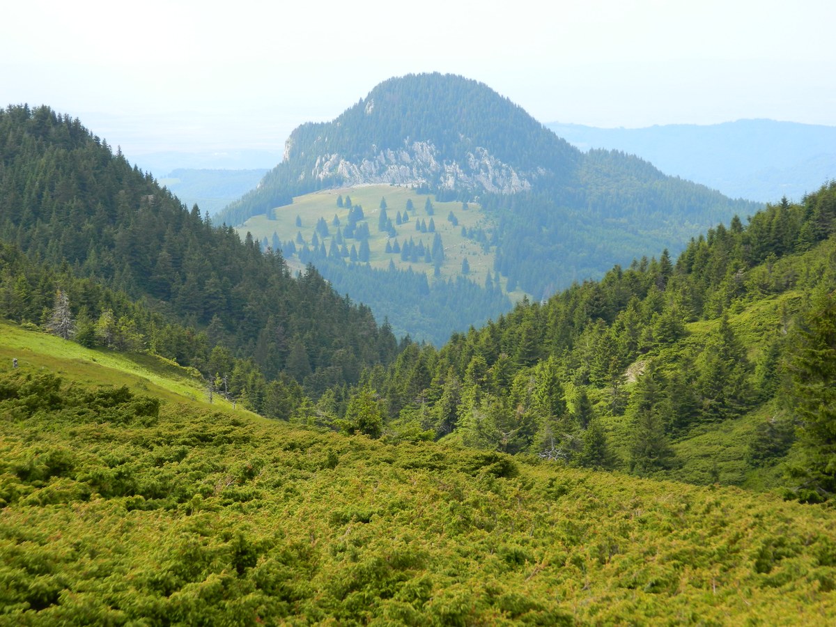 Poiana Teslei
