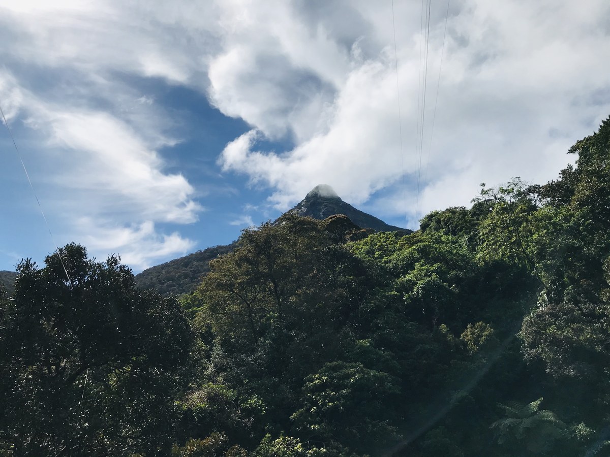 Pidurutalawa