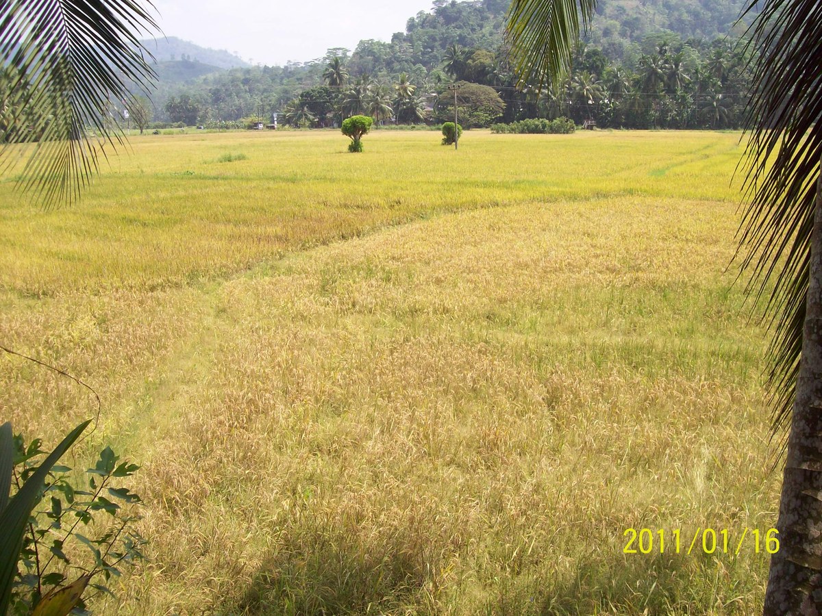 Hindelnattu