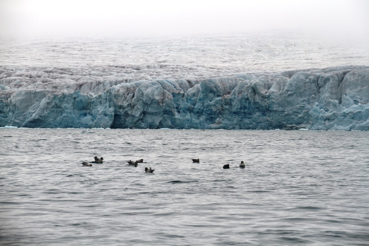 Lilliehöökbreen