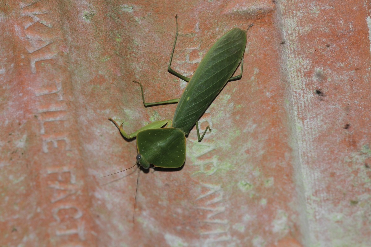 Singhagala