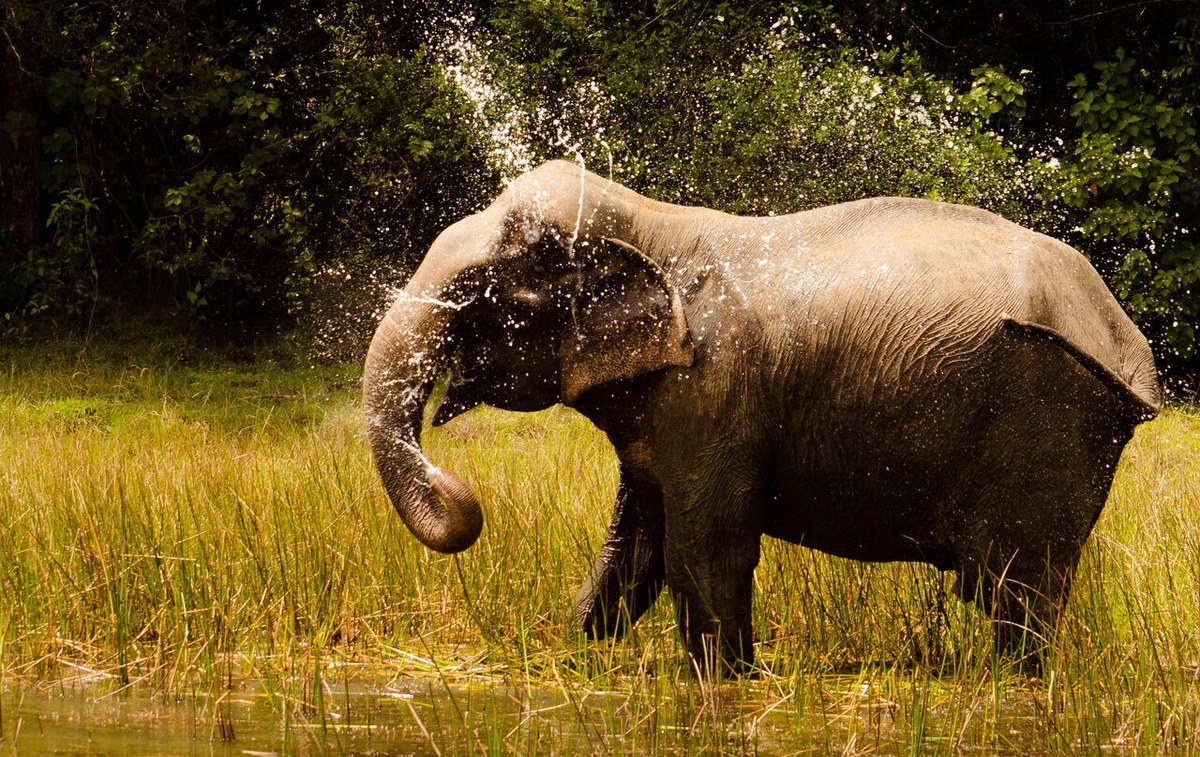 Wilpattu National Park