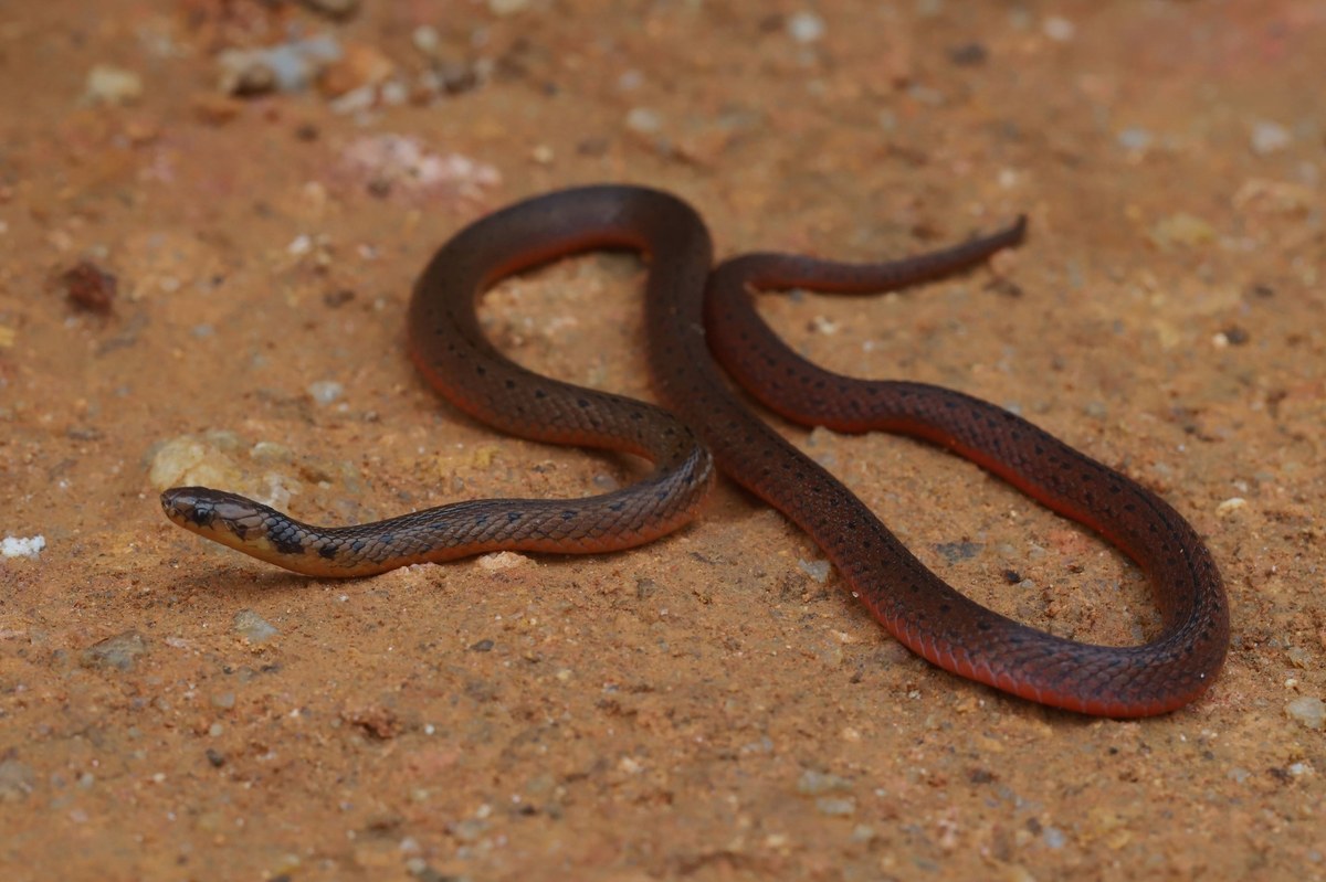 Bissagala