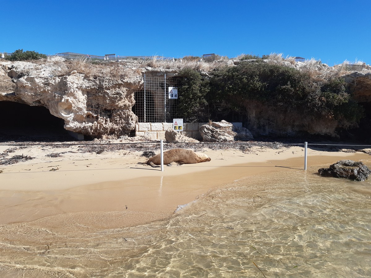 Penguin Island Kitchen & Store Cave