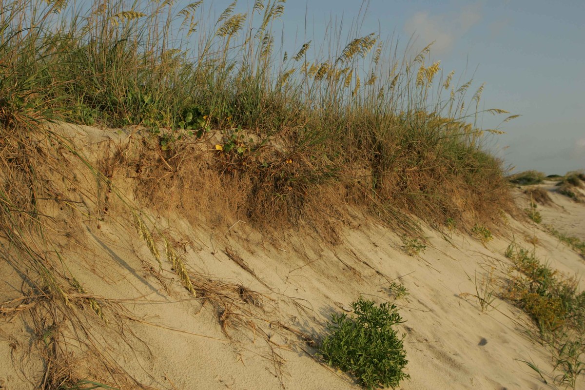 Pea Island Beach