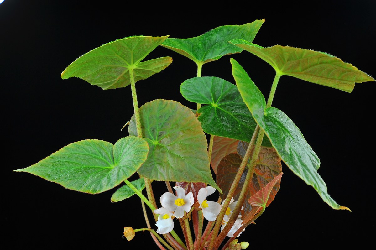Snauheia