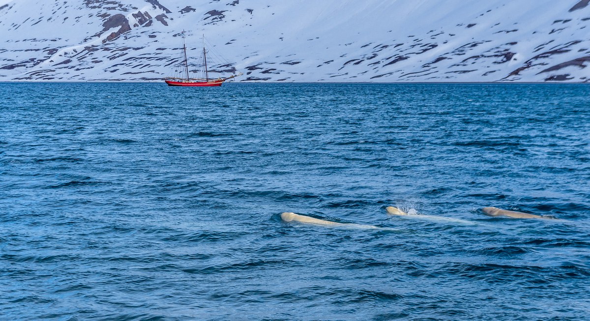 Värmlandryggen