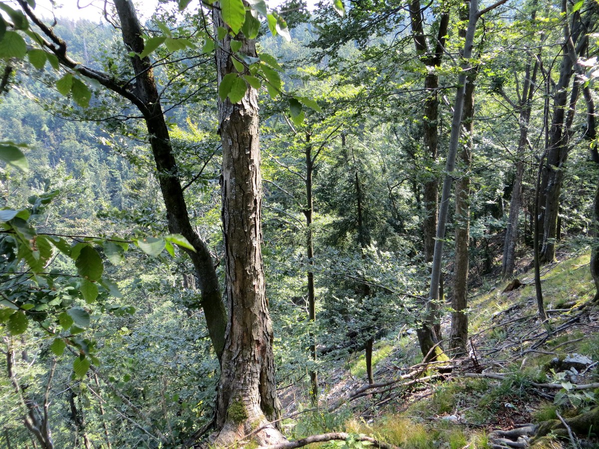 Kameni Vrh